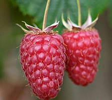 Малина "Зюгана" (один з провідних ремонтантних сортів)