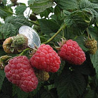 Малина "Феномен" (ранній термін дозрівання, великоплідний сорт з яскраво вираженим смаком і ароматом)