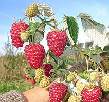 Малина "Метеор" (найраніший сорт)