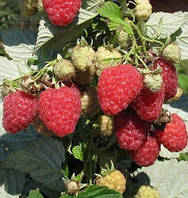 Малина (ремонтантна) "Таганка"