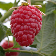 Малина "Геракл" (ремонтантный високоурожайный сорт)