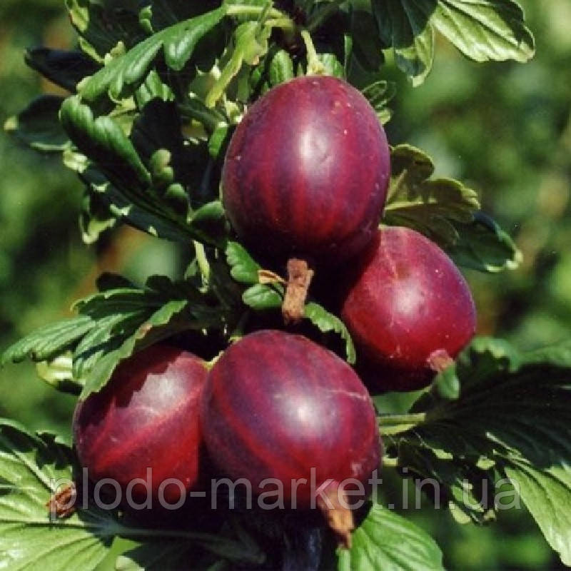 Агрус "Бархат", фото 1