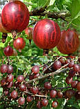 Агрус "Бархат", фото 2