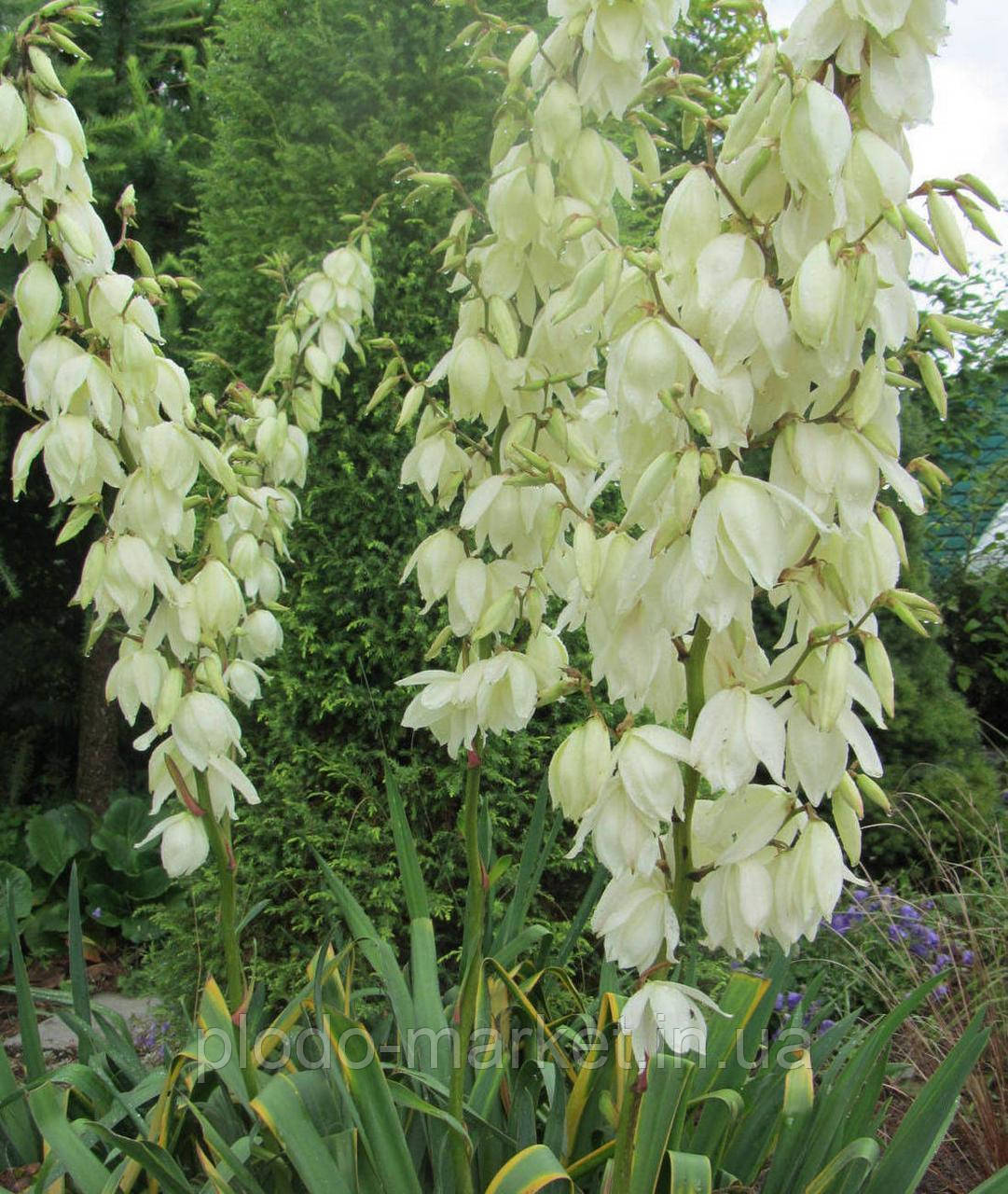 Саджанці "Юки" (2-х літні саджанці), фото 1