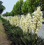 Саджанці "Юки" (2-х літні саджанці), фото 2