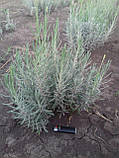 Лавандин "Grosso" (2-річний сажінець), фото 3