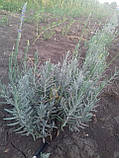 Лавандин "Grosso" (2-річний сажінець), фото 2