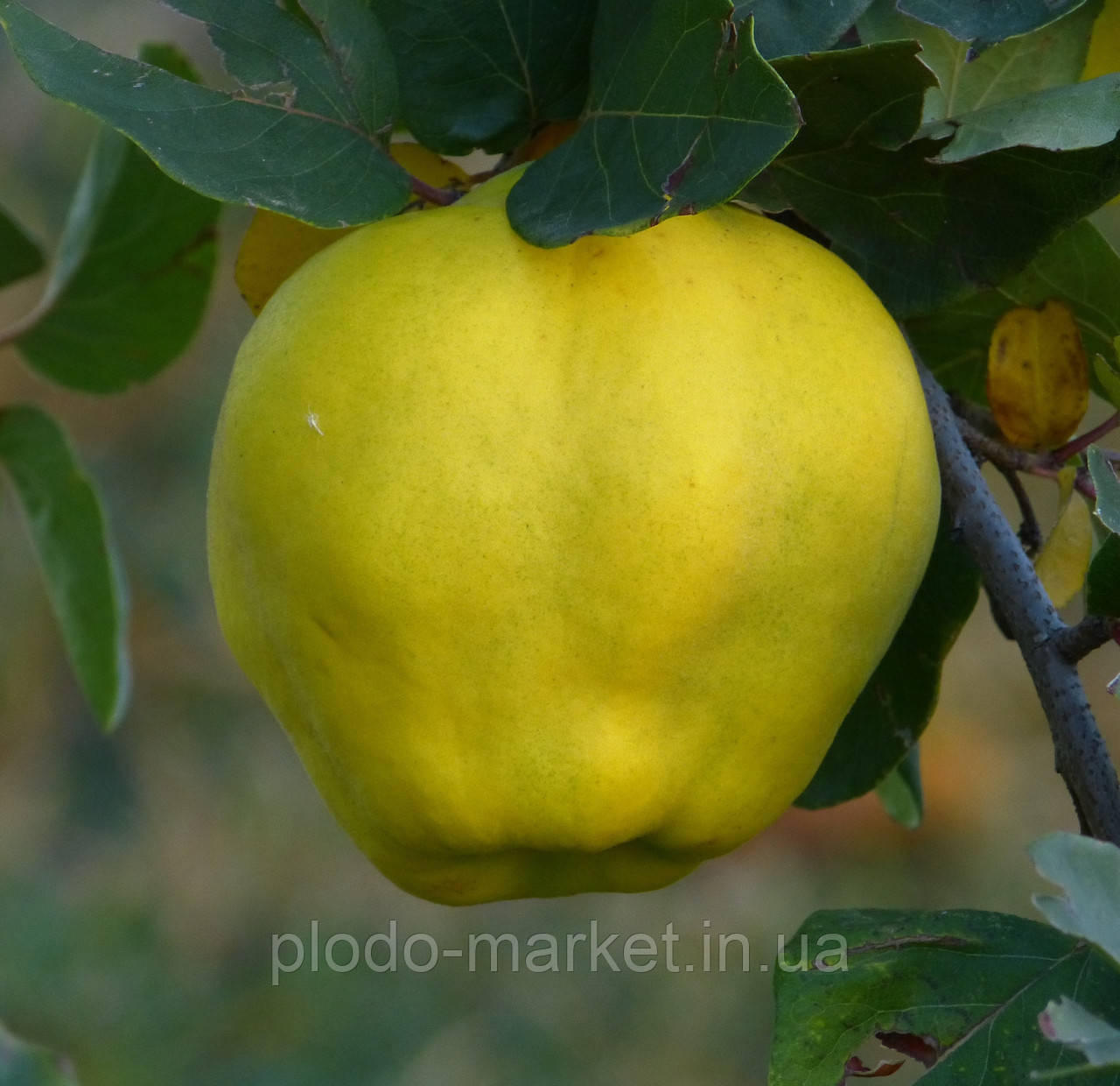 Прищеплена Айва "Студентка" (осінній сорт, середній термін дозрівання), фото 1