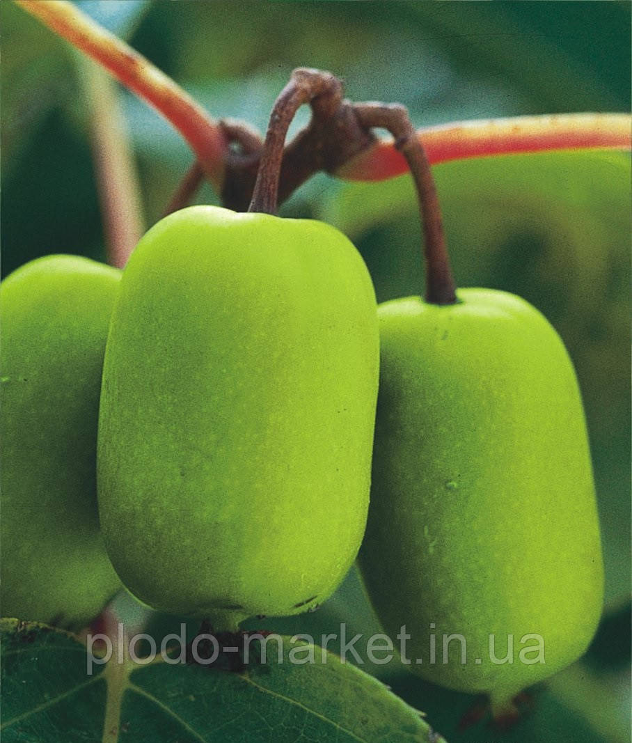 Актинідія "ДЖАМБО" Великоплідна., фото 1