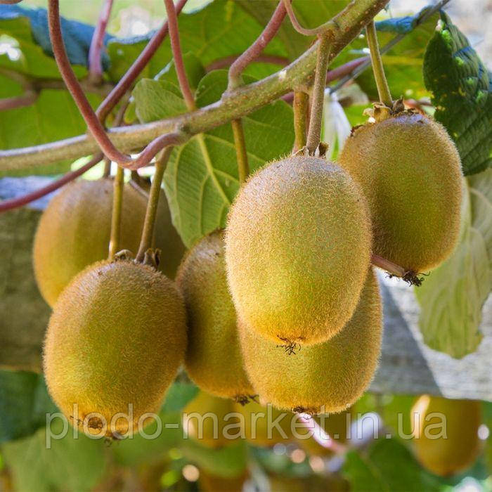 Ківі Закарпатське. УКРАЇНСЬКА СЕЛЕКЦІЯ, фото 1