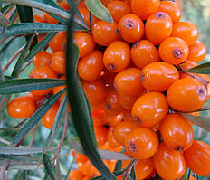 Обліпиха "Клавдія" 2 саджанця М+Ж