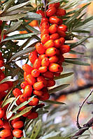 Обліпиха "Медова" пара М+Ж (середній термін дозрівання)