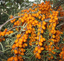 Обліпиха Єва+Адам пара (Крупноплідна)