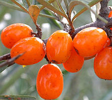 Саджанці Обліпихи "ВЕЛИТЕНЬ" (пара М+Ж)