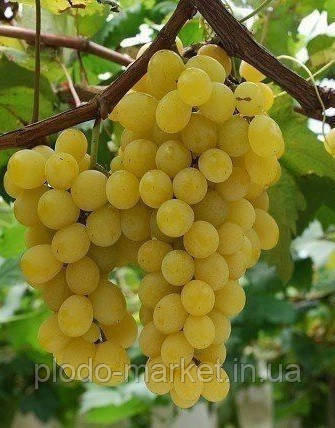 Виноград "Мезеши Белла" | венгерський столовий сорт, фото 1
