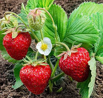 Полуниця"Альбіон" 10шт Ремонтантний сорт