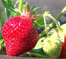 Полуниця Хоней 10шт.