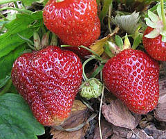 Полуниця "Гігантелла" 10шт