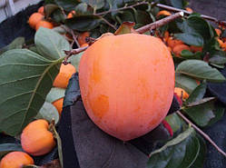 Акліматизована хурма "ХІАКУМІ" (окулірована, 2-х річна)