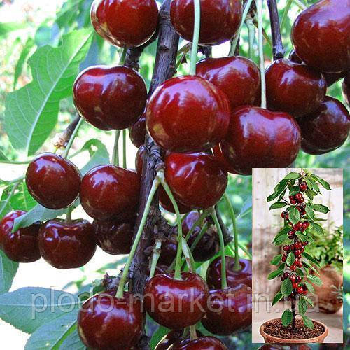 Вишня колоновидна "ВОСТОРГ", фото 1