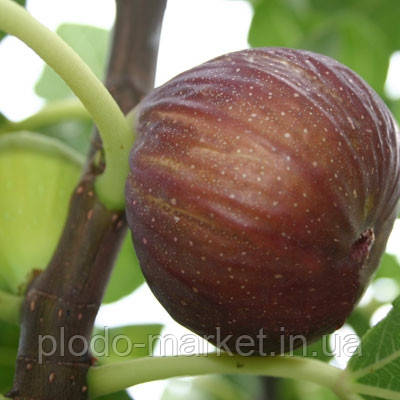 Інжир "Магарацький"  живцюватий (самоплідний сорт), фото 1