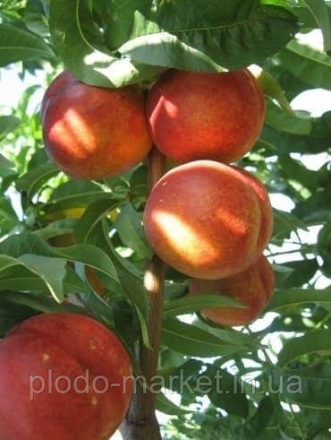 Нектарин Колоноподібний Рубіс, фото 1