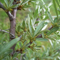 Обліпиха "Адам" ЗАПИЛЮВАЧ (одна чоловіча рослина на 5-6 жіночих)