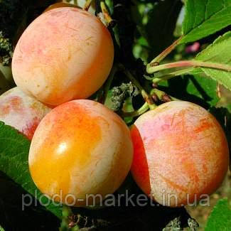 Слива "Байрон Голд" (Baron Gold), фото 1