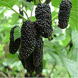 Шовковиця "Китайська" довгоплідна Чорна, фото 2