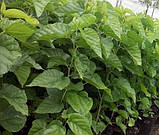 Шовковиця "Китайська" довгоплідна Чорна, фото 3