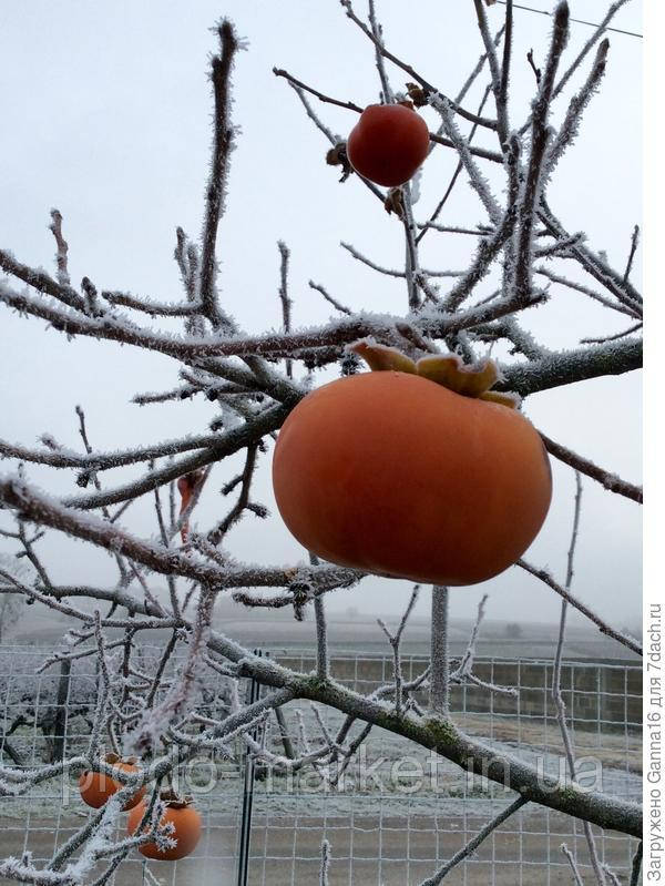 Хурма на віргінській морозостійкій підщепі "Персімон", фото 1