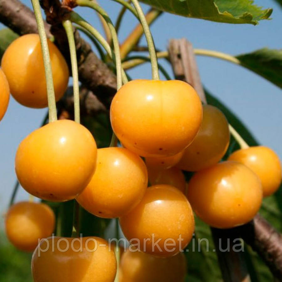 Ексклюзив! Черешня глянсового жовтого кольору "Медова солодкість", фото 1