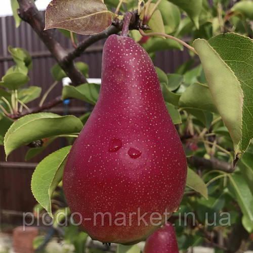 Ексклюзив! Груша червоно-рожева "Вогник", фото 1