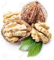 Волоський горіх "Іван Багряний" (2 річний саджанець)