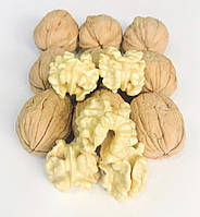 Ексклюзив! Волоський горіх "Мустанг" (великоплідний сорт, 2 річний саджанець)