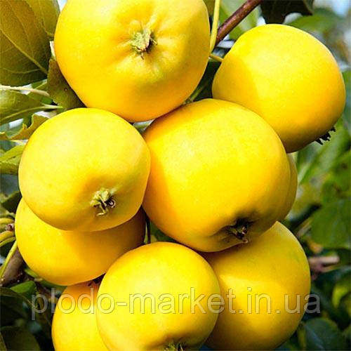 Яблуня золотисто-жовта "Бісер" (круплоплідний сорт), фото 1