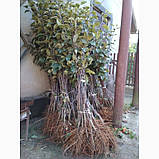 Яблуня золотисто-жовта "Бісер" (круплоплідний сорт), фото 2