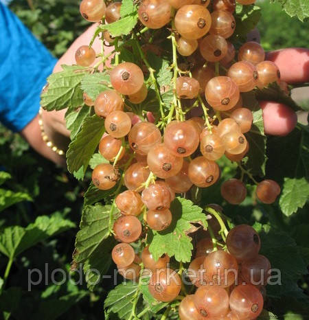 Смородина рожева "Перлина" Ексклюзив!, фото 1
