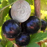 Ексклюзив! Смородина насичено-чорна "Чорний лебідь" 2-річний саджанець