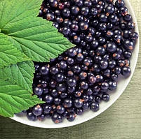 Смородина чорна "Біг Бен" (дозрівання з 10-15 червня) 2-х річний саджанець