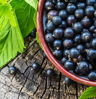 Смородина чорна "Ювілейна Копаня" (дозрівання відбувається до середини липня) 2-х річний саджанець