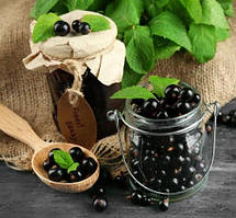 Смородина чорна "Київський велетень" (ягоди дуже великі, одномірні) 2-х річний саджанець