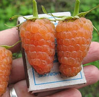 Малина "Помаранчеве диво" Ексклюзив ! (плоди до періоду заморозків)