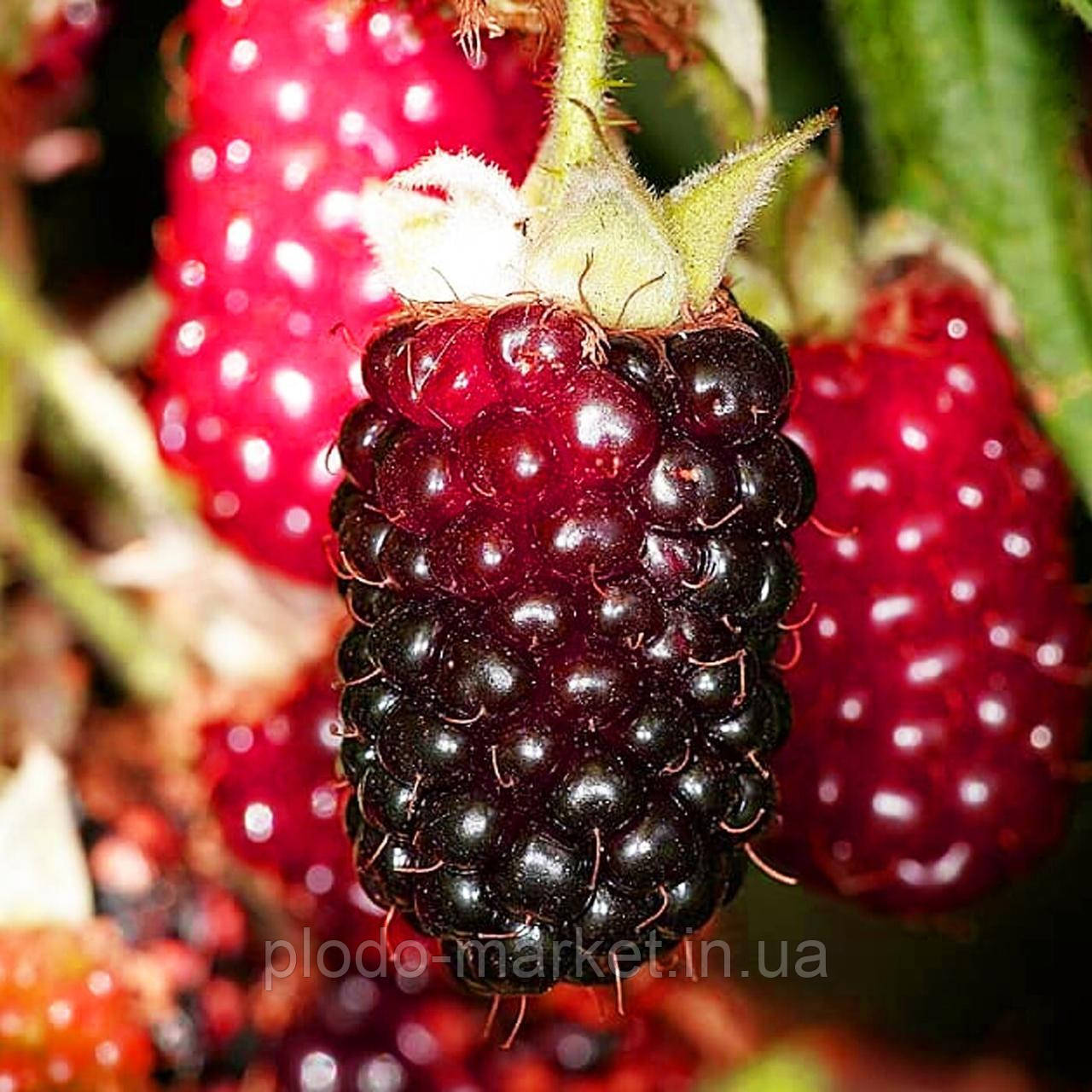 Ежемалина "Букингем Тайбері" (великоплідний сорт), фото 1