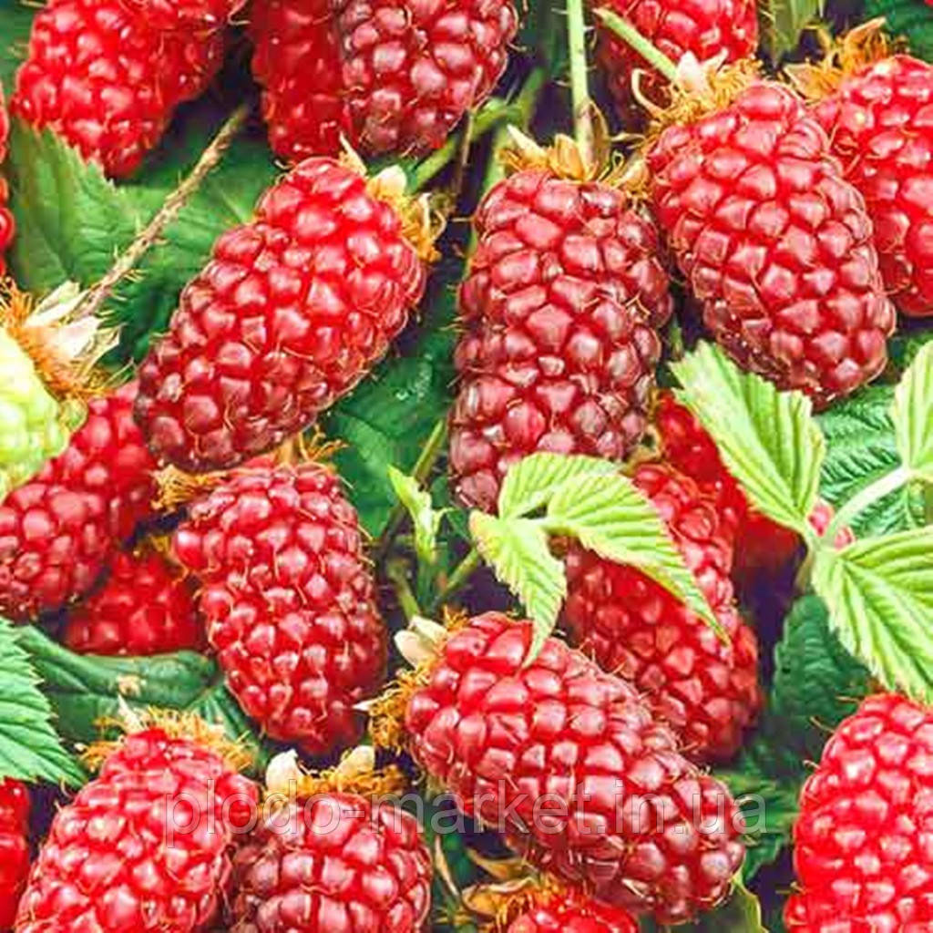 Малиново ожиновий гібрид "Медана" (раннє дозрівання), фото 1