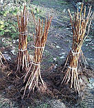 Малиново ожиновий гібрид "Медана" (раннє дозрівання), фото 2