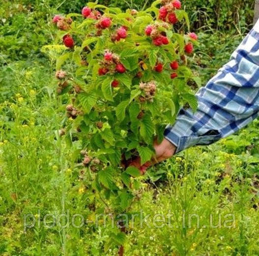 Малинове дерево "БОГАТИР" ремонтантний сорт, фото 1