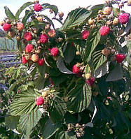 Малинове дерево "Арбат" (висока врожайність, морозостійкість)