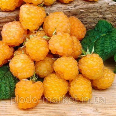 Малина "Ярославна" ремонтантний сорт. Гарні смакові властивості, фото 1