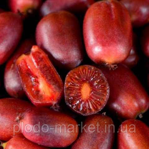 Актинідія "Кінс Ред" (морозостійкий сорт), фото 1